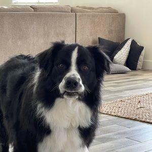 Meet your Posher, Misty